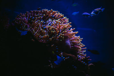 Fish of different kinds inside an aquarium