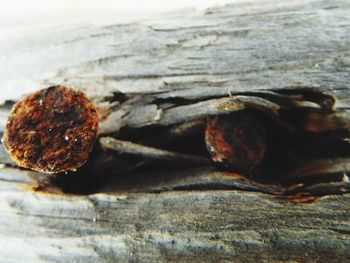 Close up of leaf