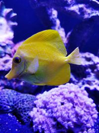 Close-up of fish swimming in aquarium