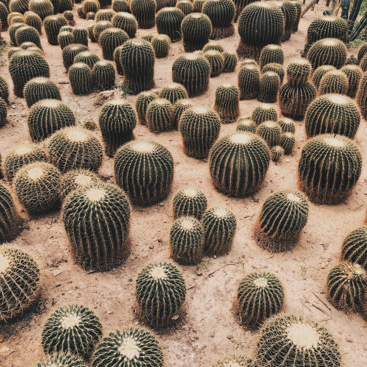 cactus, barrel cactus, succulent plant, no people, backgrounds, high angle view, abundance, land, full frame, plant, nature, day, thorn, in a row, outdoors, sharp, field, close-up, large group of objects, beauty in nature