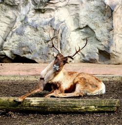 Deer relaxing on land