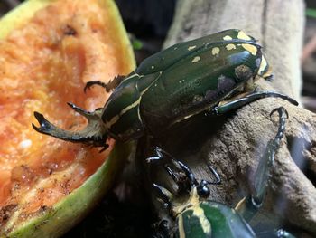 Close-up of insect