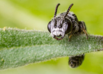 Close-up of insect on leaf