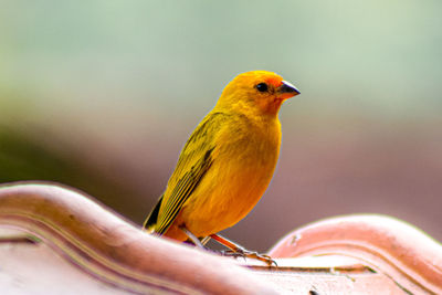 Close-up of bird perching on metal