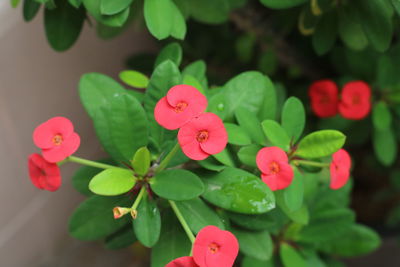 High angle view of red flowers blooming in park