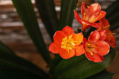 Close-up of red flowering plant