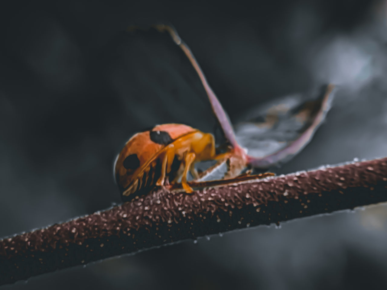 CLOSE-UP OF INSECT ON LEAF