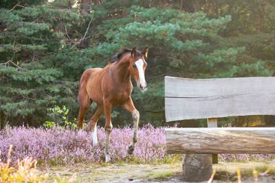 Horse standing in a garden