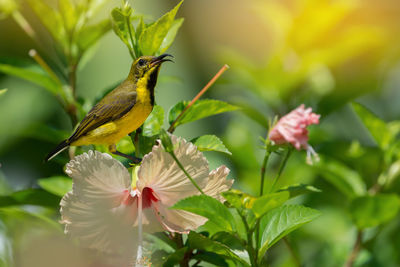 Close-up of bird perching on flower