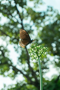 Close-up of butterfly pollinating flower