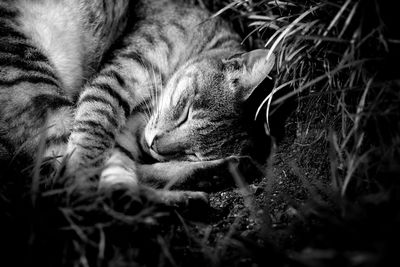 Close-up of cat sleeping