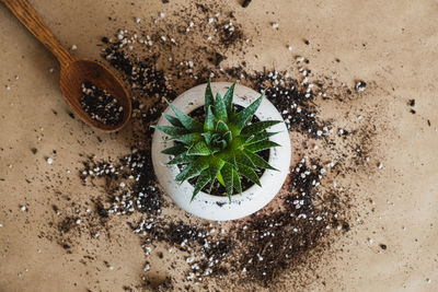 High angle view of potted plant on table