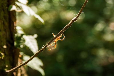 Close-up of branches