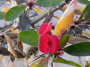 Close-up of multi colored fruits on plant