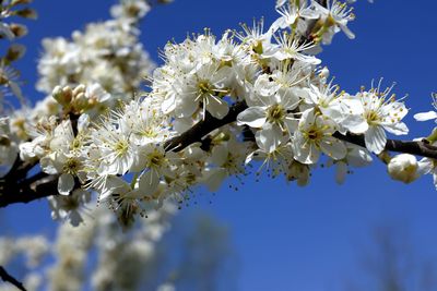 Low angle view of white flowers blooming on tree