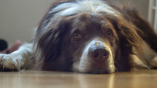 Close-up portrait of dog lying on floor