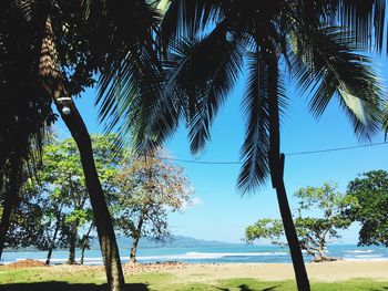 Palm trees on beach