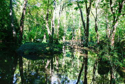 Trees by lake in forest