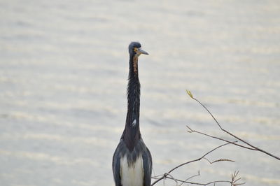 Bird looking away