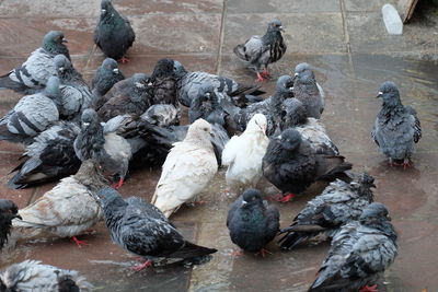 High angle view of pigeons on street