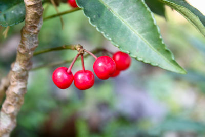 Close-up of red berries on tree