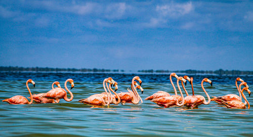 Flock of birds in sea against blue sky
