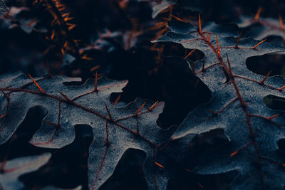 Full frame shot of dried autumn leaves