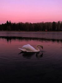 Swan floating on lake during sunset