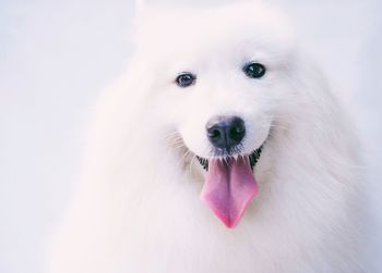 Portrait of white dog sticking out tongue