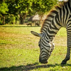 View of zebra grazing on field