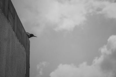 Low angle view of bird perching on wall against sky