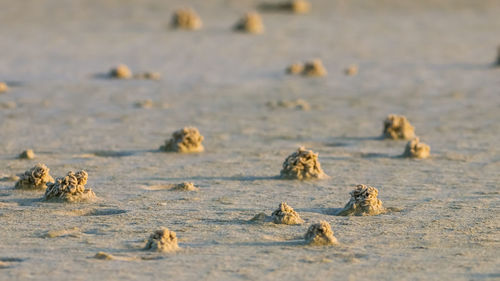 View of crab on beach