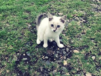 High angle portrait of cat on field