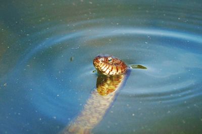 High angle view of turtle in sea