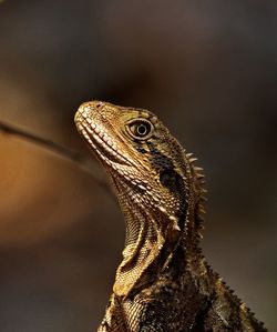 Close-up of lizard