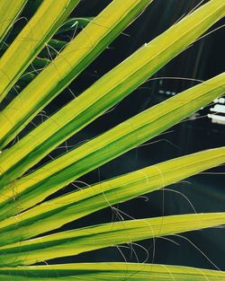 Close-up of green leaves