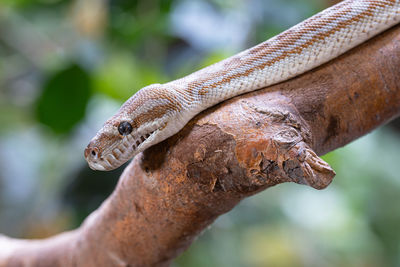 Close-up of snake