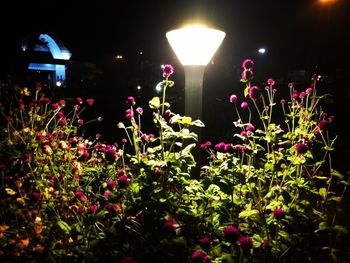 Close-up of illuminated flower plants at night