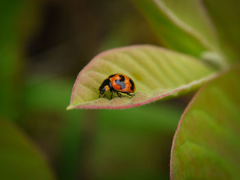 Close-up of ladybug on leaf