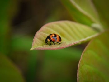 Close-up of ladybug on leaf