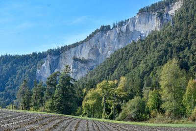 Panoramic shot of road amidst trees against sky