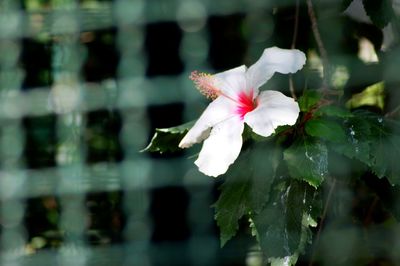 Close-up of pink flower blooming outdoors