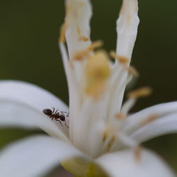 Close-up of insect on white flowering plant