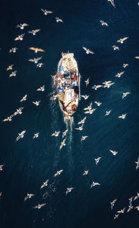 High angle view of man swimming in sea