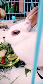 Close-up of a cat in cage