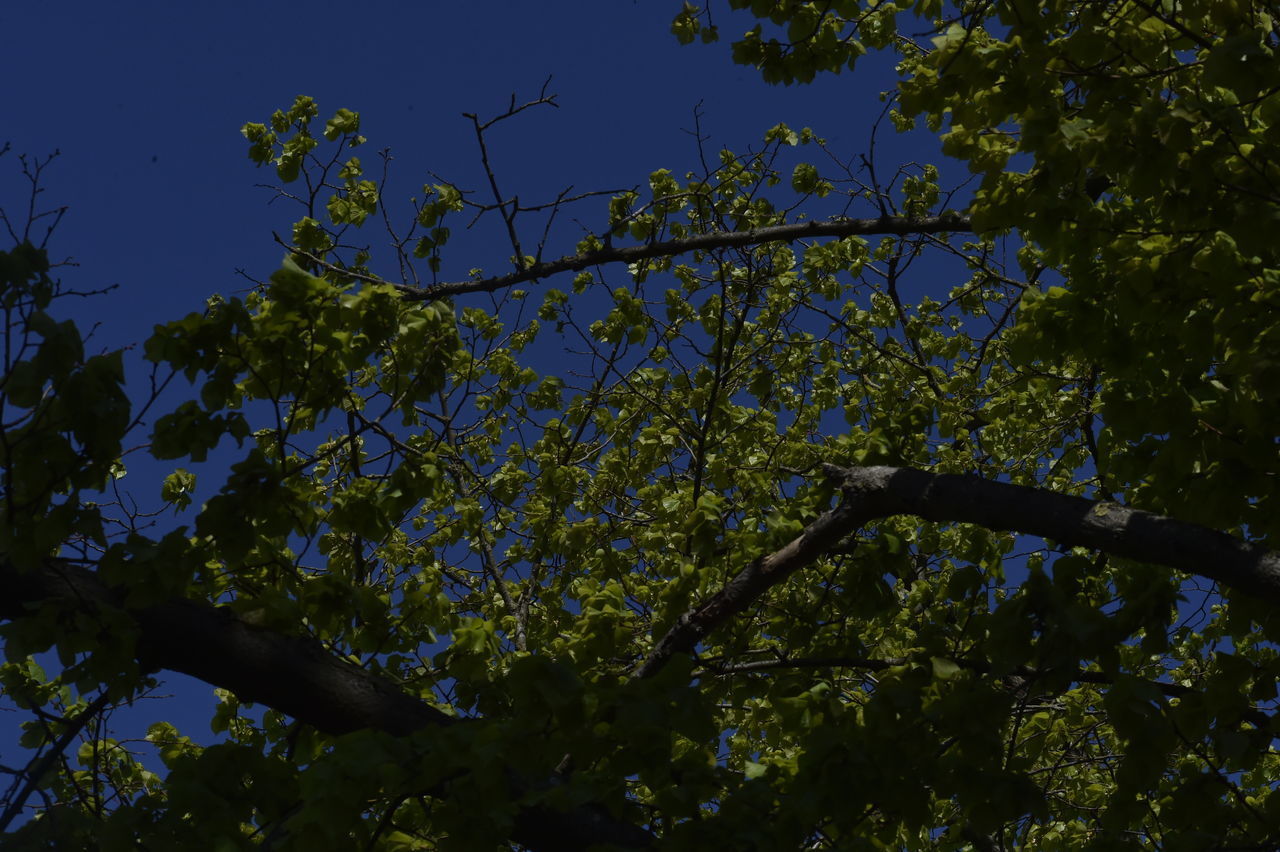 LOW ANGLE VIEW OF FLOWERING TREE AGAINST SKY