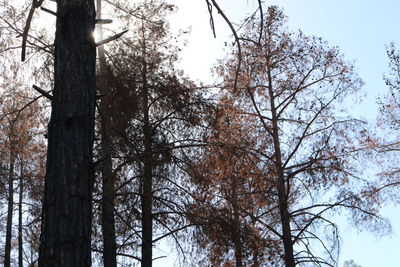 Low angle view of trees in forest against sky