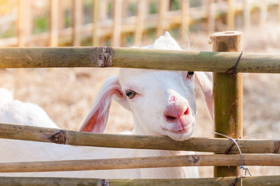 View of horse in pen