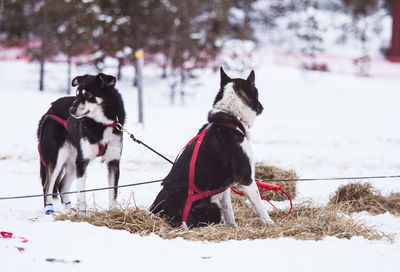 Beautiful alaska husky dogs resting during a sled dog race. long distance sled dog race in norway.