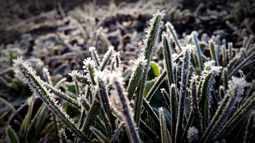 Close-up of frozen plants on field